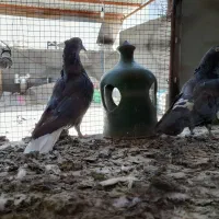 یک جفت سیاه زاغ نر دم کاکولی سفید ماده سیاه پرشی