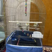 پرنده زینتی عروس هلندی