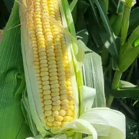 ذرت علوفه‌ای