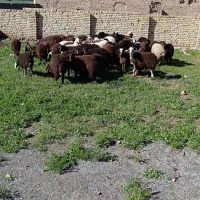 بره نرینه سبک وزن افشاری