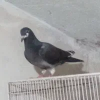 کبوتر|حیوانات|نیشابور, خط کاشمر|دیوار