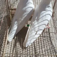 کبوتر پرشتی|پرنده|اشترینان, |دیوار