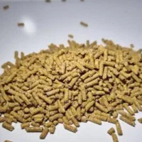 دان پلت مرغ محلی