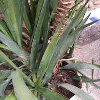 گل یوکا|گل و گیاه طبیعی|مینودشت, |دیوار