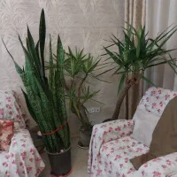 درختچه  های غول پیکر