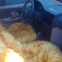 پژو پارس سفید مدل 1397|خودرو سواری و وانت|زابل, |دیوار