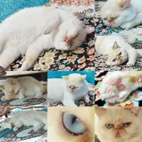 گربه|گربه|اصفهان, بهرام‌آباد|دیوار