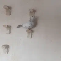 سلام فروشی یک عدد سینه ابی عالی