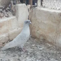 موشی نر مست