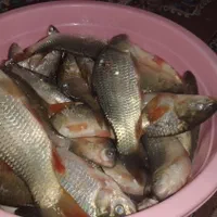 فروش بچه ماهی زنده کپور و هامور واسه استخر خوبن