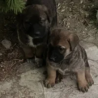 واگذاری توله دوماهه واکسن خورده دارای شناسنامه|سگ|هشتگرد, شهرک اقدسیه|دیوار