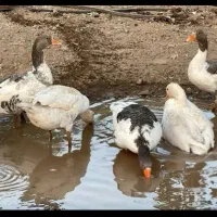 غاز محلی|حیوانات مزرعه|کوزران, |دیوار