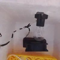 دستگاه جوجه کشی|لوازم جانبی حیوانات|آق قلا, |دیوار