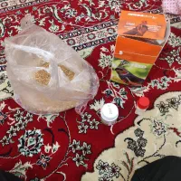 عروس هلندی|پرنده|دوگنبدان, |دیوار