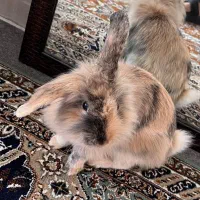 خرگوش کاراملی بلو