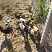 اردک کاکولی تاجدار ۲ تا نر و ۴ ماده خوشرنگ