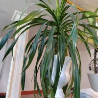 گل بسیارزیبا بزرگ پاندانوس|گل و گیاه طبیعی|سبزوار, باهنر|دیوار