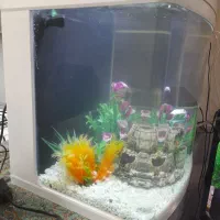 آکواریوم بک سمپ|ماهی|تبریز, |دیوار