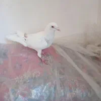 سار|پرنده|چناران, |دیوار