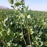 فروش نهال پسته پربازده