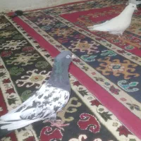 پرنده