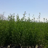 یونجه درجه یک چین دوم