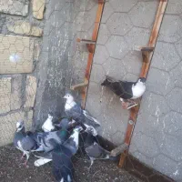 کفتر بوم