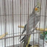 طوطی نر چهار ماهه