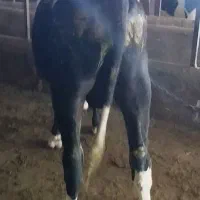 گوساله