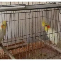 فروش عروس هلندی