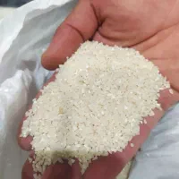 نیم دانه کشت دوم طارم هاشمی