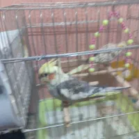 عروس هلندی|پرنده|خرم‌آباد, |دیوار