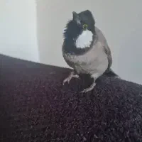 مژدگانی بلبل گمشده|حیوانات|کازرون, |دیوار