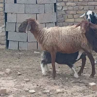 3700000|حیوانات مزرعه|جنگل, |دیوار