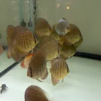 ماهی دیسکس ۲الی ۲.۵اینچ تعداد ۱۱۰عدد فروش کلی