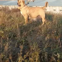 واگذاری سگ عراقی