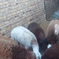 بره پرواری زیر فی شکار|حیوانات مزرعه|تربت جام, یحیی آباد|دیوار