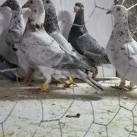 ۷تا حیوان پرنده بشرط جوان کفتر