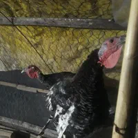 بوقلمون ۷ماهه