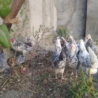 تخم نطفه دار گلین|حیوانات مزرعه|مشهد, حسابی جنوبی (شهرک غرب)|دیوار