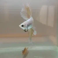 ماهی فایتر|ماهی|تهران, شمیران‌نو|دیوار