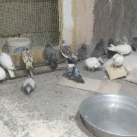 کبوتر کشتنی وداشتی رسید دونه ۸۵