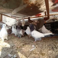 کبوتر اس.شهرستان .پرشی ساعت بالا .تضمینی|پرنده|آمل, |دیوار