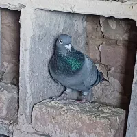 کفتر