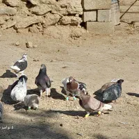 کبوتر پرشی و مسافتی|پرنده|محمدبار, |دیوار