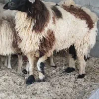 قوچ شیرازی ـ جمل یار ،|حیوانات مزرعه|چاه مرید, |دیوار