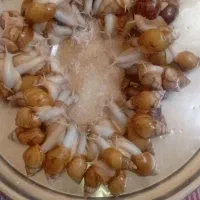 حلزون البینو وجید جوانساز صورت