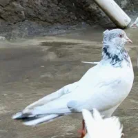 کبوتر|پرنده|سقز, |دیوار