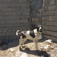 سگ دورگه قدرجون و دوبرمن