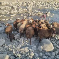 ۲۰ ر۰س بره|حیوانات مزرعه|شاهیوند, |دیوار